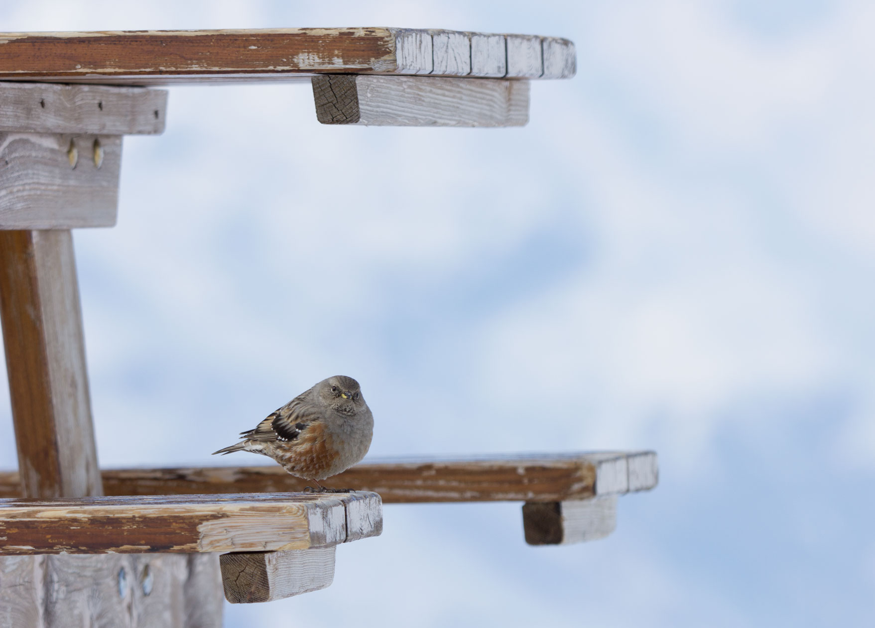 Alpine Accentor in Val Thorens, 22nd March 2018 Alpine Accentor in Val Thorens, 22nd March 2018