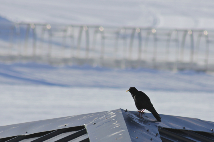 Alpine chough, Val Thorens Alpine chough, Val Thorens