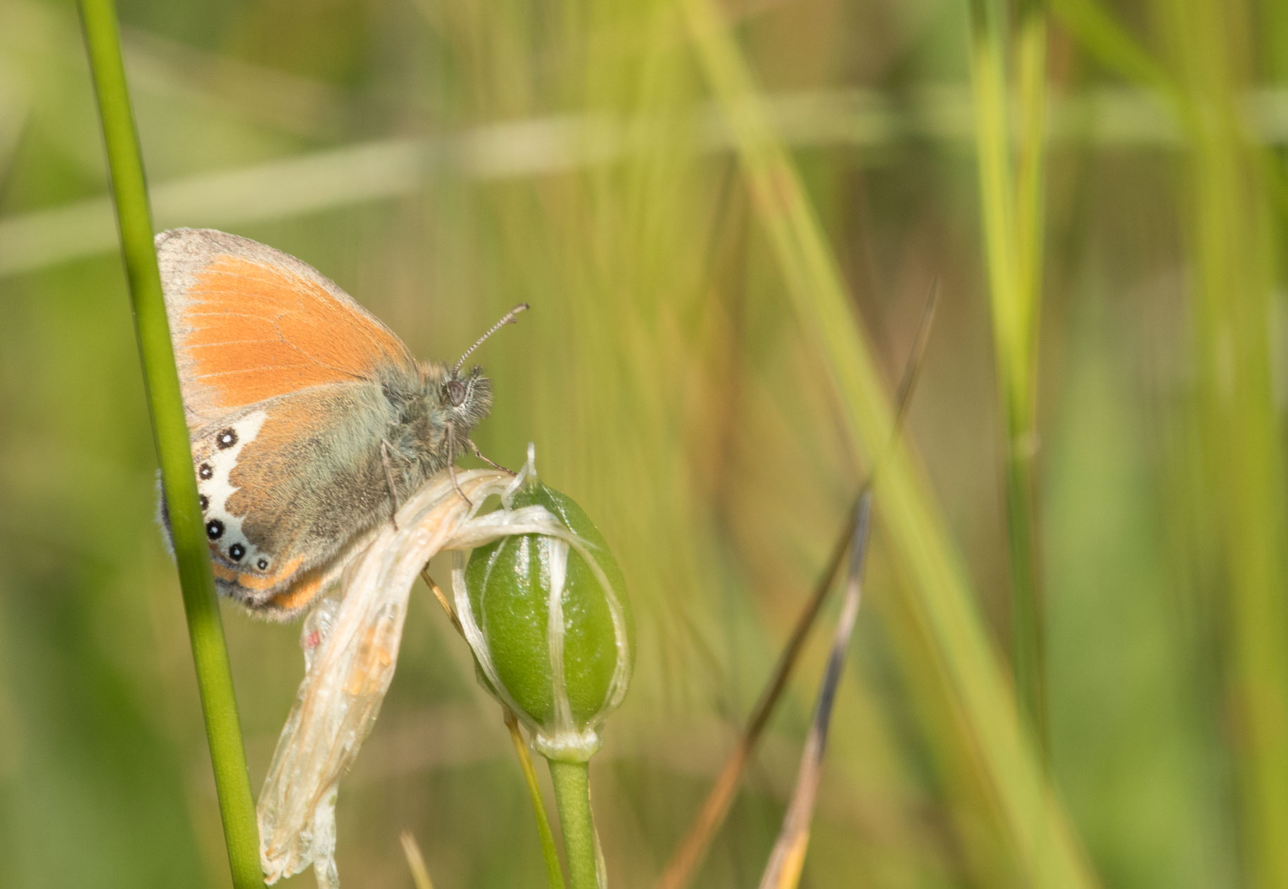 Alpine Heath butterfly Alpine Heath butterfly