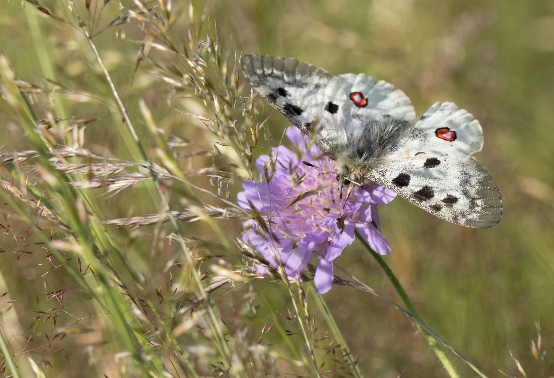 Apollo butterfly Apollo butterfly