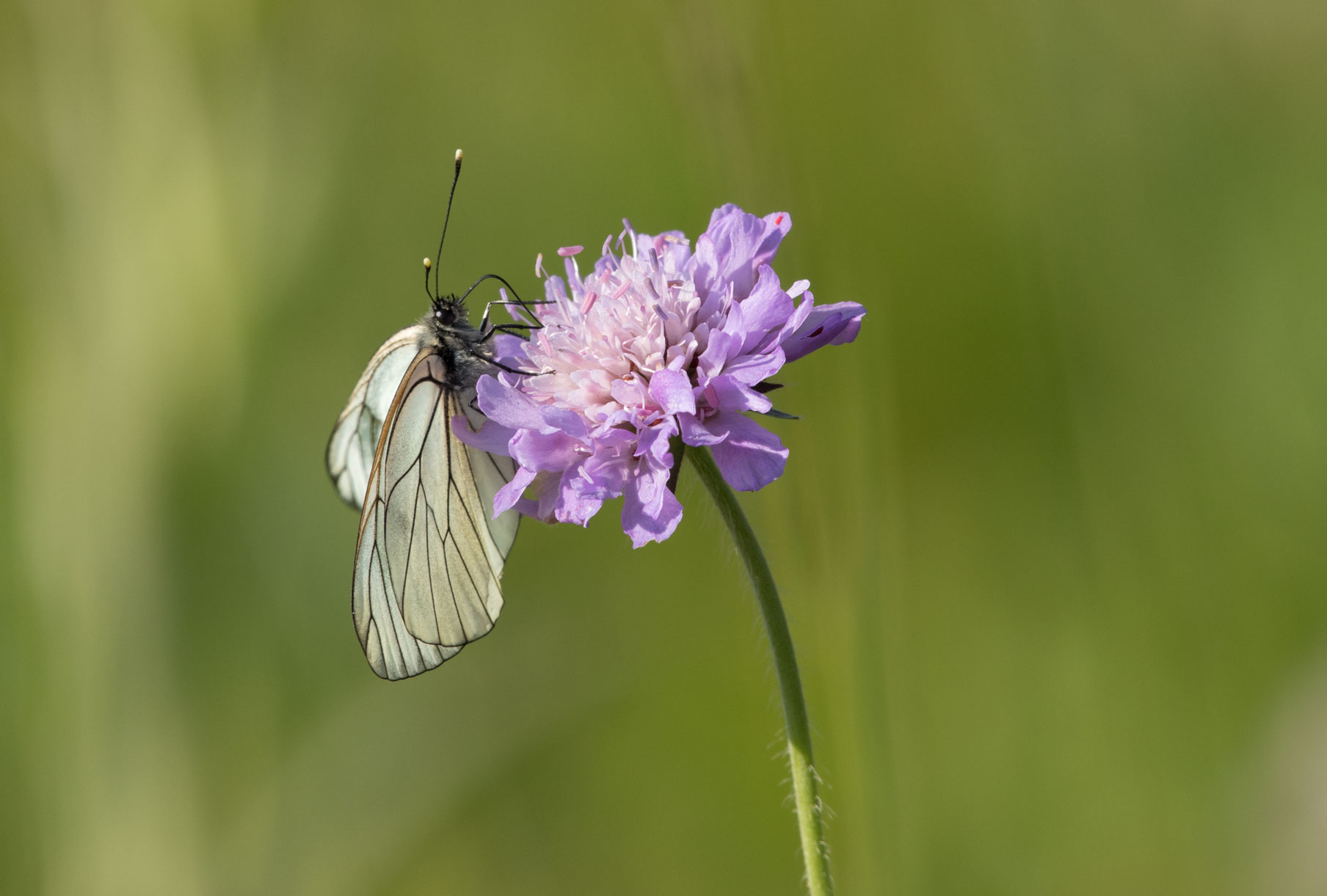 Black-veined white butterfly Black-veined white butterfly