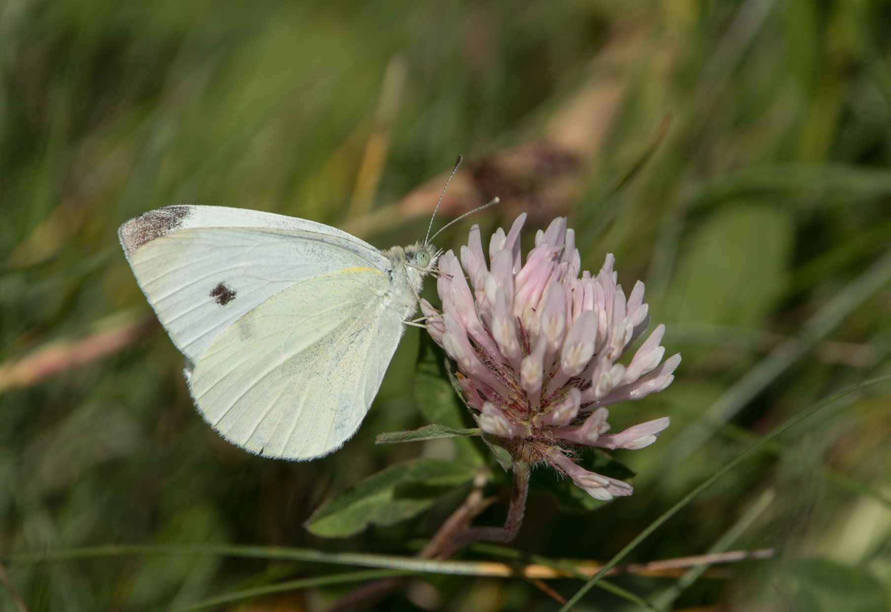 Cabbage white Cabbage white