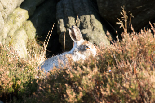 Mountain hare, RSPB Dove Stone