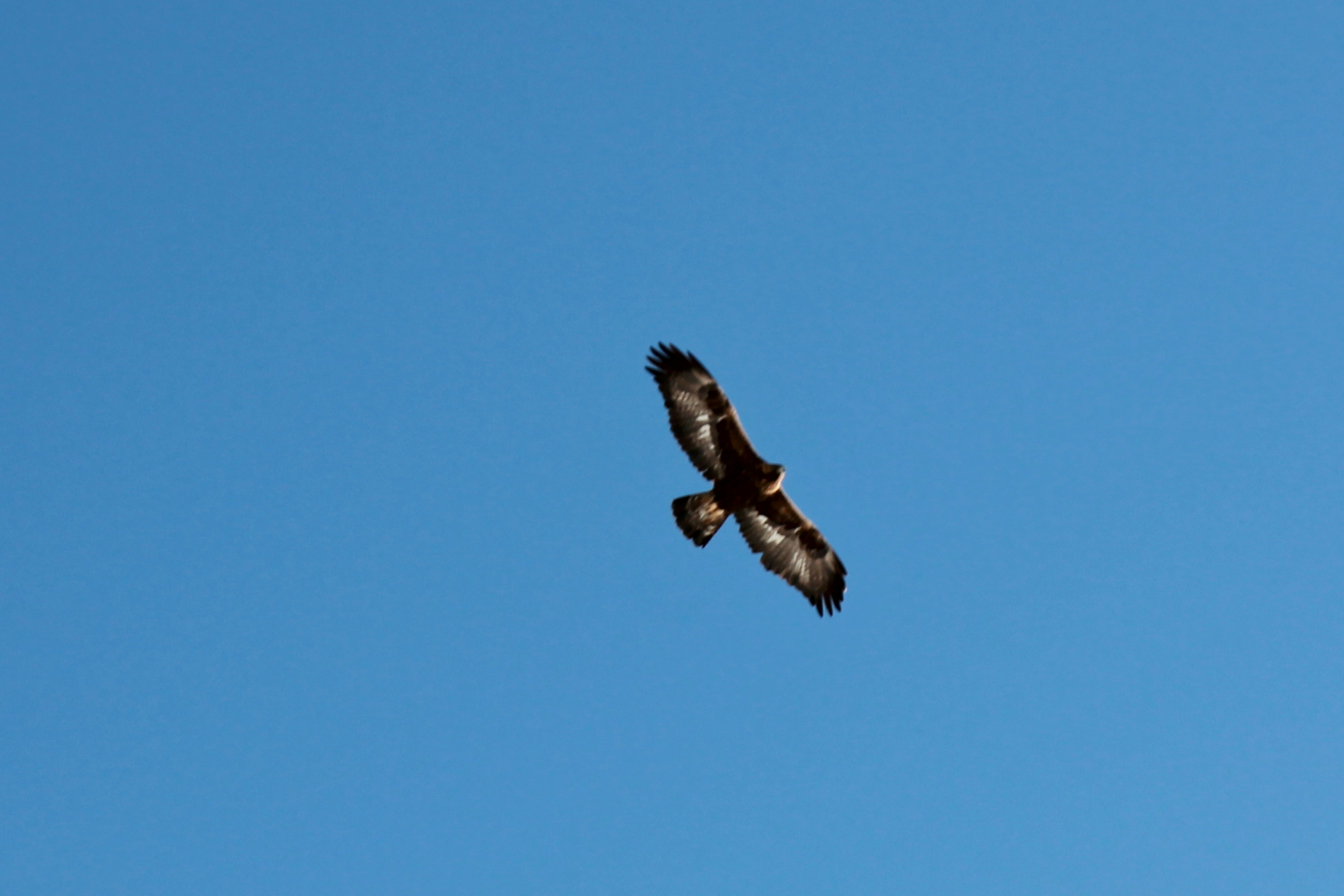 Golden eagle Golden eagle
