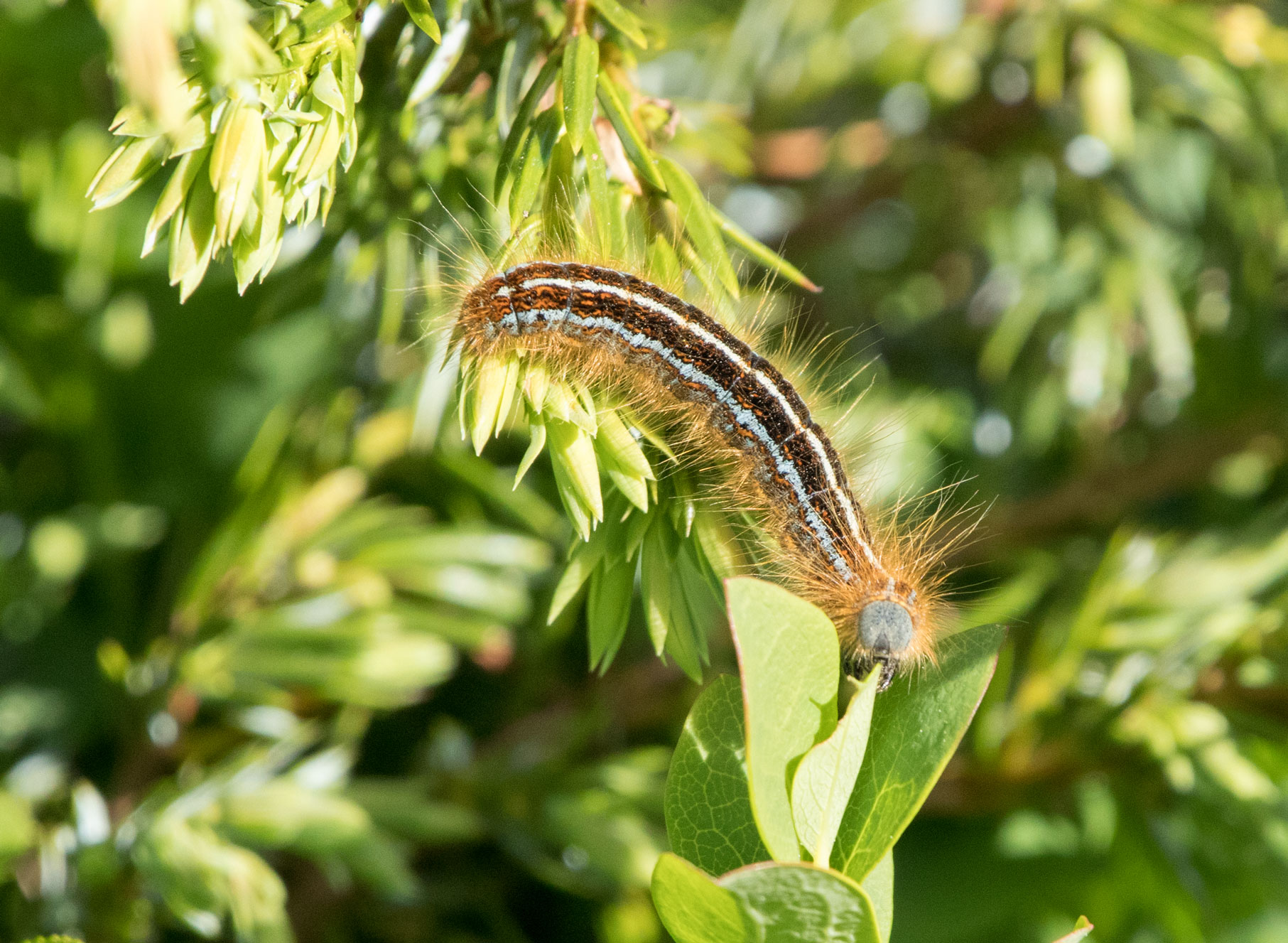 Lackey moth caterpillar Lackey moth caterpillar