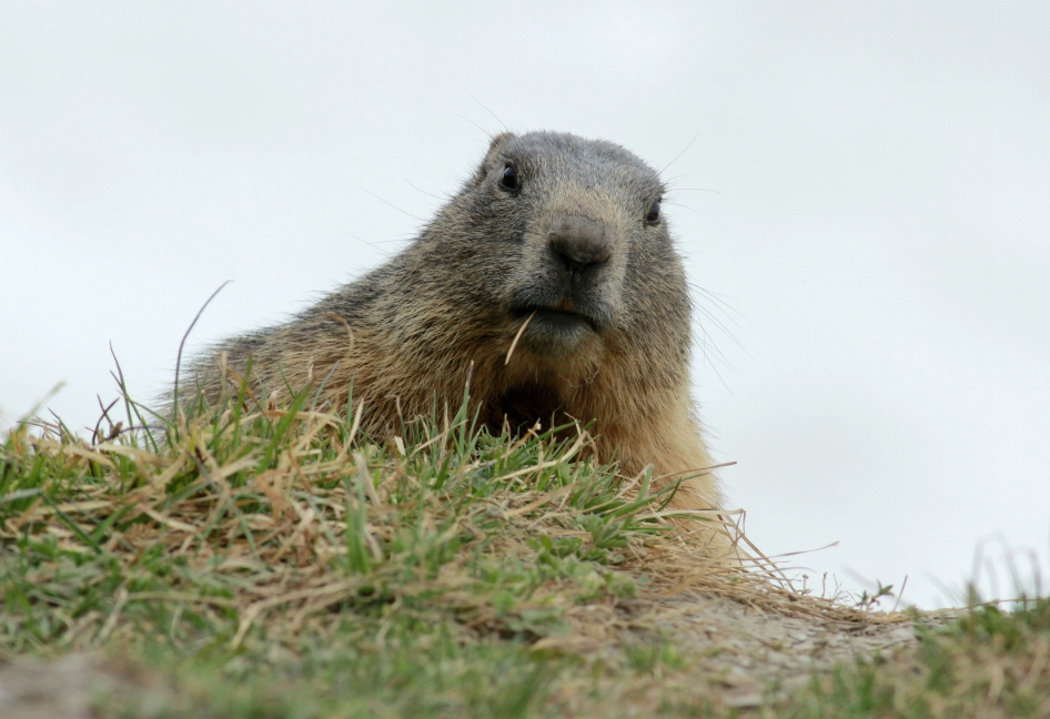 Marmotte on Plein Sud, Val Thorens Marmotte on Plein Sud, Val Thorens