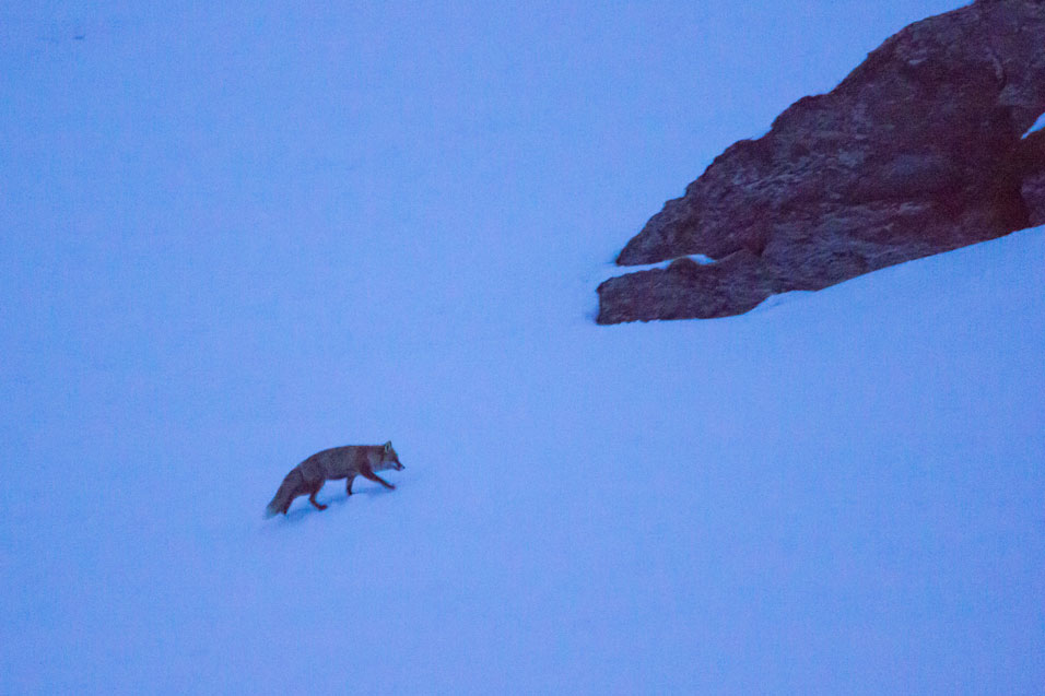 Fox near Montaulever, Val Thorens, 17th February 2018 Fox near Montaulever, Val Thorens, 17th February 2018
