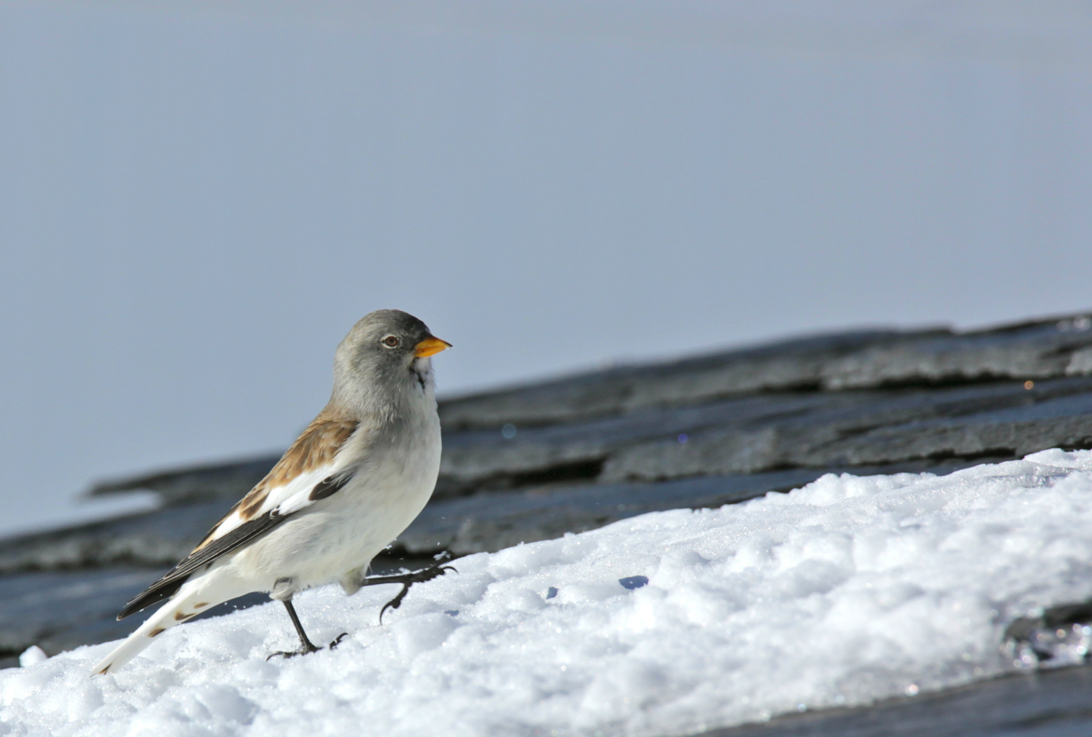 Snow finch, Mont de la Chambre Snow finch, Mont de la Chambre