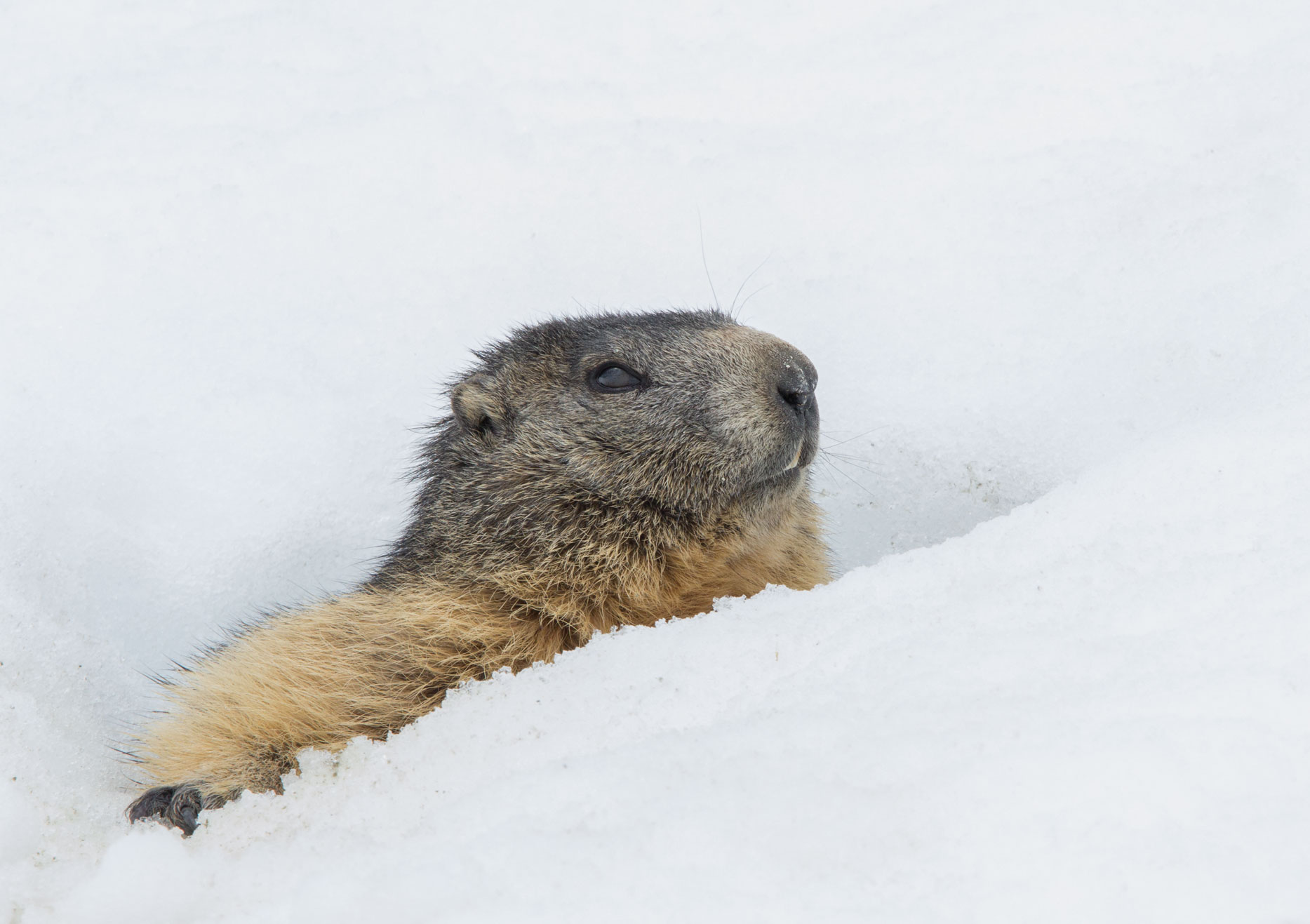 Marmot, Plein Sud 23rd April 2018 Marmot, Plein Sud 23rd April 2018