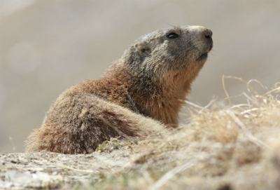 Marmot in Val Thorens Marmot in Val Thorens