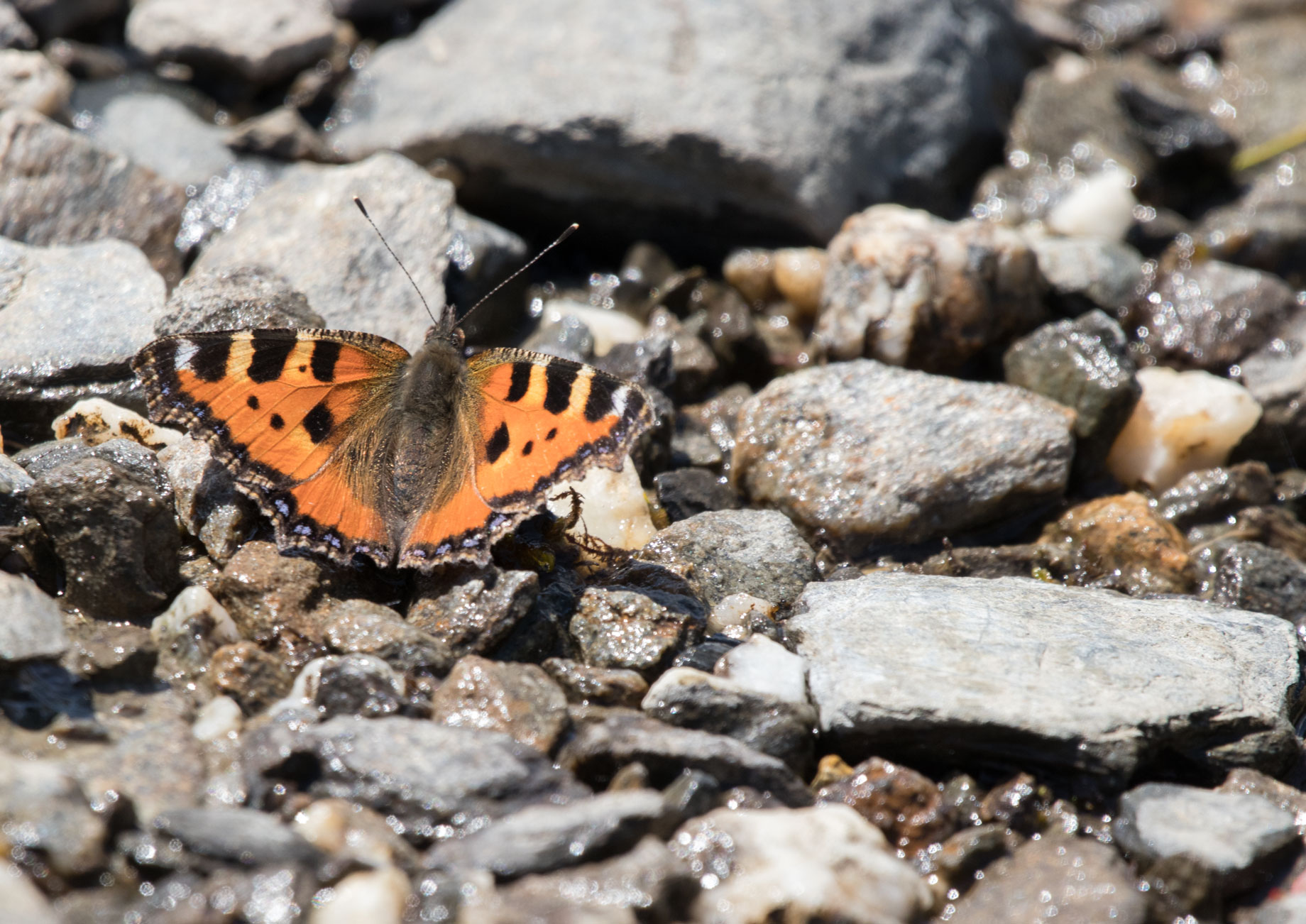 Small tortoiseshell butterfly Small tortoiseshell butterfly
