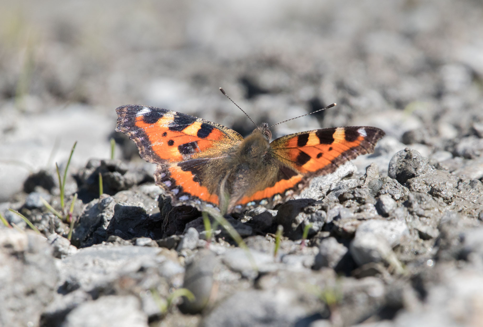 Small tortoiseshell Small tortoiseshell