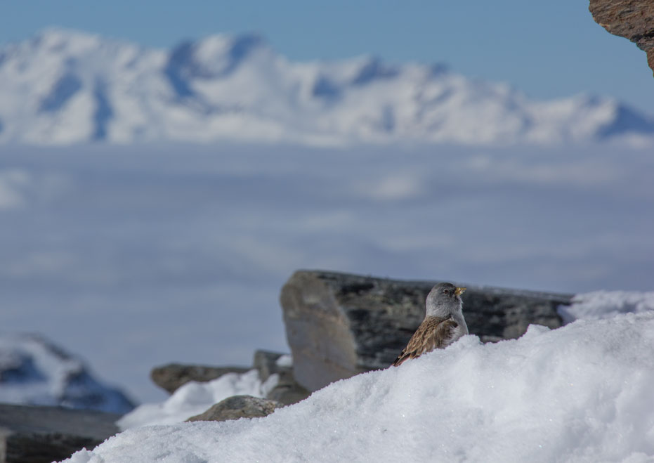 Snow finch foraging at 3200m