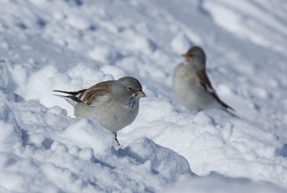 Snow finch