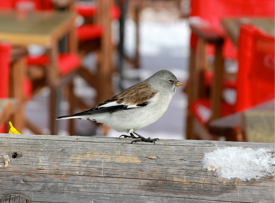 Snow finch at Chalet des 2 Lacs