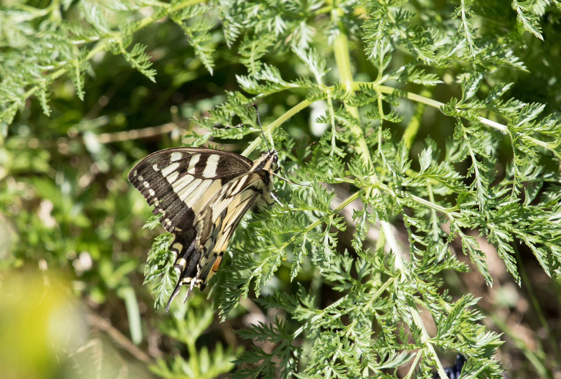 Swallowtail butterfly Swallowtail butterfly