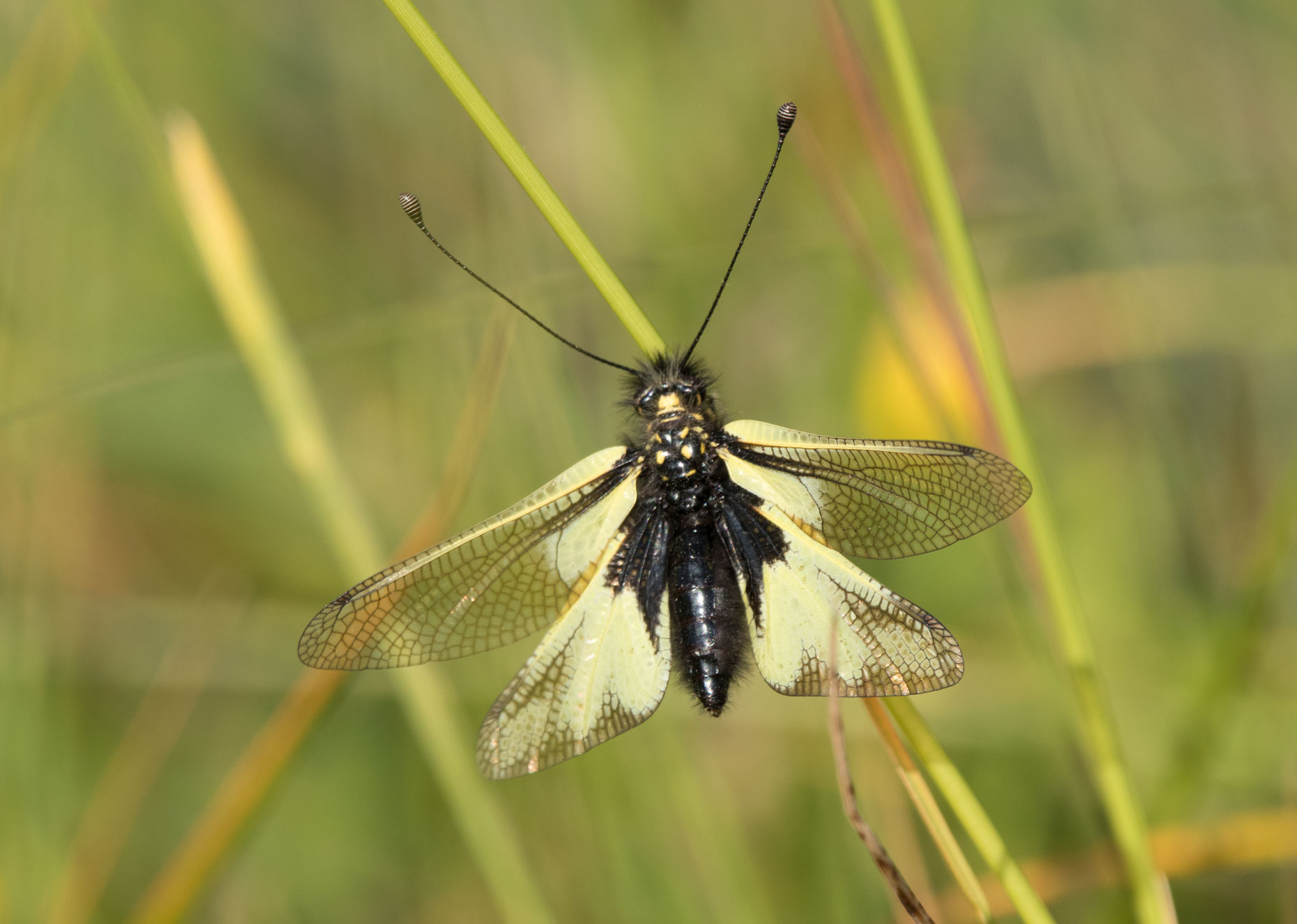 Yellow & black flying insect Yellow & black flying insect